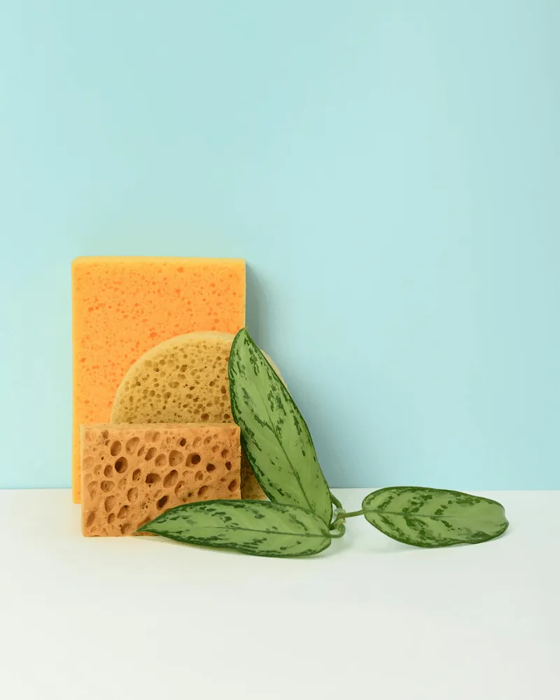 sponge with leaf